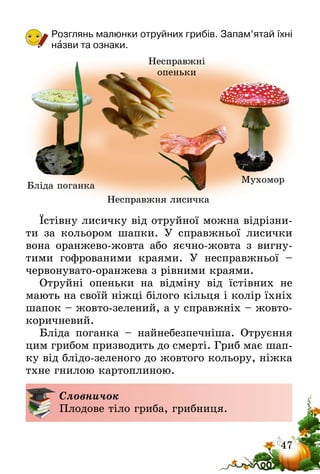47
Розглянь малюнки отруйних грибів. Запам’ятай їхні
назви та ознаки.
Бліда поганка
Несправжні
опеньки
Несправжня лисичка
Мухомор
Їстівну лисичку від отруйної можна відрізни-
ти за кольором шапки. У справжньої лисички
вона оранжево-жовта або яєчно-жовта з вигну-
тими гофрованими краями. У несправжньої –
червонувато-оранжева з рівними краями.
Отруйні опеньки на відміну від їстівних не
мають на своїй ніжці білого кільця і колір їхніх
шапок – жовто-зелений, а у справжніх – жовто-
коричневий.
Бліда поганка – найнебезпечніша. Отруєння
цим грибом призводить до смерті. Гриб має шап-
ку від блідо-зеленого до жовтого кольору, ніжка
тхне гнилою картоплиною.
Словничок
Плодове тіло гриба, грибниця.
 