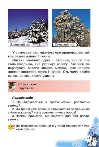 71
У зимовому лісі милують око припорошені сні-
гом зелені ялини й сосни.
Листки хвойних дерев – хвоїнки, вкриті тов-
стою шкіркою, яка утримує вологу. Хвоїнки ви-
паровують вологи значно менше, ніж широкі
листки листяних дерев і кущів. Ось чому хвойні
дерева не засихають узимку.
Словничок
Бруньки.
Перевір себе
1.	Що відбувається з трав’янистими рослинами
взимку?
2.	Які трав’янисті рослини залишаються зеленими під
снігом усю зиму? Чому вони не гинуть у мороз?
3.	Наведи приклади, що свідчать про ріст рослин
узимку­.
Які вічнозелені рослини є у твоїй місцевості? Роз-
кажи про них.?
Ялиновий ліс Сосновий ліс
 