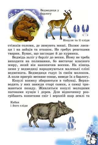 79
стіжків соломи, де зимують миші. Полює лиси-
ця і на зайців та пташок. Не гребує рештками
тварин. Буває, що заглядає й до курника.
Ведмідь заліг у барліг до весни. Йому не треба
виходити на полювання, бо вистачає власного
жиру, який він накопичив восени. На кінець
зими у ведмедиці народжуються маленькі сліпі
ведмежата. Ведмедиця годує їх своїм молоком.
А коли пригріє весняне сонце, виведе їх з барлогу.
Козулі взимку збираються в табунці. Верхо-
водять у них завжди старі самки, а самці три­
маються позаду. Живляться козулі молодими
пагонами кущів і дерев. Для відпочинку роз­
грібають копитами сніг і верхній шар землі та
Ведмедиця у
барлогу
Козуля та її сліди
Кабан
і його сліди
 