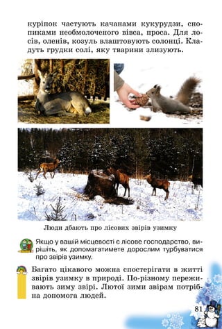 81
куріпок частують качанами кукурудзи, сно-
пиками необмолоченого вівса, проса. Для ло-
сів, оленів, козуль влаштовують солонці. Кла-
дуть грудки солі, яку тварини злизують.
Якщо у вашій місцевості є лісове господарство, ви-
рішіть, як допомагатимете дорослим турбуватися
про звірів узимку.
Багато цікавого можна спостерігати в житті
звірів узимку в природі. По-різному пережи-
вають зиму звірі. Лютої зими звірам потріб-
на допомога людей.
Люди дбають про лісових звірів узимку
 