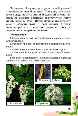 95
На деревах і кущах розпукуються бруньки і
з’являються зелені листки. Спочатку розпуска-
ються ледь помітні липкі й духмяні листки бе­
рези. За березою поспішає розпуститися листя
липи, вільхи, дуба. Потім починають зеленіти
акації, яблуні, груші. Проте листки й трава
швидко ростуть, і вже до травня­  все довкола
вкривається яскравою зеленню.
Перевір себе
1.	Назви ознаки, які спостерігаються у рослин з на-
станням весни.
2.	Розкажи про свої спостереження за рослинами на-
весні:
–	 коли з’явилися перші листки на деревах і кущах;
–	 коли зацвіли плодові дерева і кущі у вашій місце­
вості.
3.	На яких із зображених на малюнках рослин раніше
з’являються квітки, а на яких – листки?
Біла акація
Ліщина Липа
Горобина
 