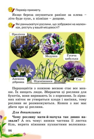 96
Перевір прикмету.
Якщо береза опушиться раніше за клена –
літо буде сухе, а пізніше – дощове.
Які ранньоквітучі рослини, що зображені на малюн-
ках, ростуть у вашій місцевості?
Першоцвітів з кожною весною стає все мен-
ше. Їх нищать люди. Збираючи ці рослини для
букетів, вони виривають їх з коренями. Із зірва-
них квіток не утворяться плоди і насіння, тому
рослини не розмножуються. Кожен з нас має
дбати про ці рослини.
Для допитливих
Чому рослину мати-й-мачуха так дивно на-
звали? А ось чому: нижня частина її листка
біла, вкрита ніжними пухнастими волосинка-
Проліски
Медунка
Сон
Підсніжники
Гусяча
цибулька
Анемона
дібровна
 