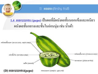 1.4 ผลแบบแตง (pepo) เป็นผลที่มีผนังผลชั้นนอกแข็งและเหนียว
ผนังผลชั้นกลางและชั้นในอ่อนนุ่ม เช่น น้าเต้า
ผลสด (
(D) ผลแบบแตง(pepo)
 