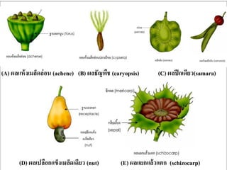 (A) ผลแห้งเมล็ดล่อน (achene) (B) ผลธัญพืช (caryopsis) (C) ผลปีกเดียว(samara)
(D) ผลเปลือกแข็งเมล็ดเดียว (nut) (E) ผลแยกแล้วแตก (schizocarp)
 