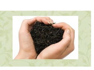 географія чаю Парійчук Л.П.