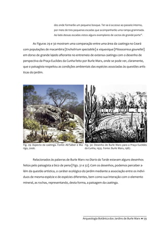 __________________________________________
Arqueologia Botânica dos Jardins de Burle Marx ● 59
des onde formarão um pequeno bosque. Ter-se-á accesso ao passeio interno,
por meio de tres pequenas escadas que acompanharão uma rampa grammada.
Ao lado dessas escadas vistos alguns exemplares de cactos de grande porte”.
As Figuras 29 e 30 mostram uma comparação entre uma área da caatinga no Ceará
com populações de macambira [Encholirium spectabile] e xiquexique [Pilosocereus gounellei]
em dorso de grande lajedo aflorante no entremeio de extensa caatinga com o desenho de
perspectiva da Praça Euclides da Cunha feito por Burle Marx, onde se pode ver, claramente,
que o paisagista respeitou as condições ambientais das espécies associadas às questões artís-
ticas do jardim.
Relacionados às palavras de Burle Marx no Diario da Tarde estavam alguns desenhos
feitos pelo paisagista a bico de pena [Figs. 31 e 32]. Com os desenhos, podemos perceber a-
lém da questão artística, o caráter ecológico do jardim mediante a associação entre os indiví-
duos de mesma espécie e de espécies diferentes, bem como sua interação com o elemento
mineral, as rochas, representando, desta forma, a paisagem da caatinga.
Fig. 29: Aspecto da caatinga. Fonte: Ab’S|ber e Ma-
rigo, 2006.
Fig. 30: Desenho de Burle Marx para a Praça Euclides
da Cunha, 1935. Fonte: Burle Marx, 1987.
 