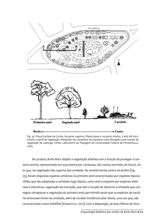 __________________________________________
Arqueologia Botânica dos Jardins de Burle Marx ● 64
No projeto, Burle Marx dispõe a vegetação arbórea com a função de proteger o can-
teiro central, representado em sua maioria por cactáceas, dos ventos advindos do litoral, vis-
to que, tal vegetação não suporta alta umidade. No sentido borda-centro do jardim [Fig.
35], foram dispostas espécies arbóreas no primeiro anel caracterizadas por espécies hipoxe-
rófilas que são adaptadas a umidade; logo depois, outro anel composto por espécies arbó-
reas e arbustivas, vegetação de transição, que tem a função de absorver a umidade que con-
seguiu ultrapassar a vegetação do primeiro anel, permitindo assim que as espécies do cactá-
rio estivessem livres da umidade, além de receber incidência solar direta, uma vez que, são
caracterizadas como heliófilas [Paula et al., 2011]. Com a disposição, de duas fileiras de árvo-
Fig. 35: Praça Euclides da Cunha. Na parte superior, Planta baixa e na parte inferior, Corte AB mos-
trando o perfil da vegetação. Adaptado dos desenhos da arquiteta Liana Mesquita para estudo da
vegetação da caatinga. Fonte: Laboratório da Paisagem da Universidade Federal de Pernambuco,
2003.
 