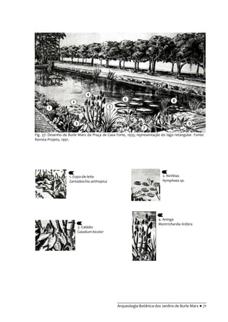 __________________________________________
Arqueologia Botânica dos Jardins de Burle Marx ● 71
Fig. 37: Desenho de Burle Marx da Praça de Casa Forte, 1935; representação do lago retangular. Fonte:
Revista Projeto, 1991.
1. Copo-de-leite
Zantedeschia aethiopica
2. Ninféias
Nymphaea sp.
4. Aninga
Montrichardia linifera
3. Caládio
Caladium bicolor
9
8
7
6
5
4
3
2
1
 