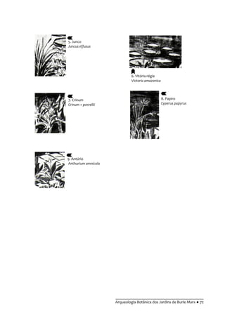 __________________________________________
Arqueologia Botânica dos Jardins de Burle Marx ● 72
5. Junco
Juncus effusus
6. Vitória-régia
Victoria amazonica
7. Crinum
Crinum × powellii
8. Papiro
Cyperus papyrus
9. Antúrio
Anthurium amnicola
 