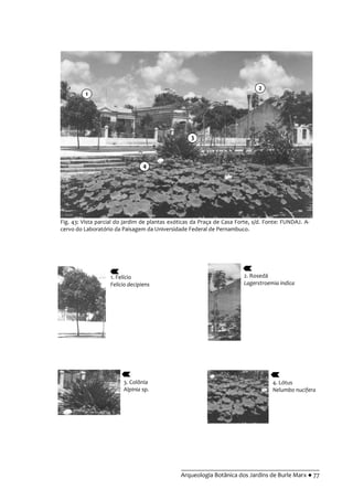 __________________________________________
Arqueologia Botânica dos Jardins de Burle Marx ● 77
Fig. 43: Vista parcial do jardim de plantas exóticas da Praça de Casa Forte, s/d. Fonte: FUNDAJ. A-
cervo do Laboratório da Paisagem da Universidade Federal de Pernambuco.
1. Felício
Felicio decipiens
2. Rosedá
Lagerstroemia indica
3. Colônia
Alpinia sp.
4. Lótus
Nelumbo nucifera
2
3
4
1
 