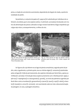 __________________________________________
Arqueologia Botânica dos Jardins de Burle Marx ● 86
piciou a criação de uma barreira acarretando, dependendo do ângulo de visada, a perda da
totalidade do jardim.
Na jardineira, o conjunto de papirus [C. papyrus] foi substituído por indivíduos de co-
lônia [A. zerumbet], que é uma espécie exótica. A salvínia [S. auriculata], introduzida com mo-
tivo de alimentação dos peixes cultivados no lago reveste toda l}mina d’|gua impedindo que
a água seja vista e, consequentemente, o reflexo do céu.
As Figuras 48 e 49 referem-se ao lago de plantas amazônicas, segunda parte do jar-
dim, nele, e igualmente, a primeira parte, teve as vitórias-régias [V. amazonica] substituídas
pelas aningas [M. linifera], permanecendo, das espécies indicadas por Burle Marx, apenas as
ninféias [N. caerulea]. A introdução dessa espécie juntamente com o flamboyant [D. regia], o
ipê-rosa [T. impetiginosa] e a cássia-grande [C. grandis], ao invés das palmeiras sugeridas por
Burle Marx como a mumbaca [A. gynacanthum], o jaurari [A. jauari], o açaí [E. edulis], a baca-
ba [O. bacaba] e o uricuri [S. coronata], vem acarretando cada vez mais a descaracterização
da paisagem, no caso, a paisagem amazônica.
Fig. 46: Vista parcial do lago de plantas nativas, pri-
meira parte da praça, 1937. Fonte: Acervo de Gilda
Pina in Dourado, 2000.
Fig. 47: Vista parcial do lago de plantas nativas,
primeira parte da praça, 2011. Fonte: arquivo do
autor.
 