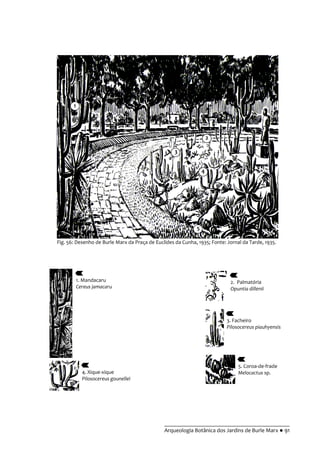 __________________________________________
Arqueologia Botânica dos Jardins de Burle Marx ● 91
Fig. 56: Desenho de Burle Marx da Praça de Euclides da Cunha, 1935; Fonte: Jornal da Tarde, 1935.
1. Mandacaru
Cereus jamacaru
2. Palmatória
Opuntia dillenii
3. Facheiro
Pilosocereus piauhyensis
4. Xique-xique
Pilosocereus gounellei
5. Coroa-de-frade
Melocactus sp.
5
4
2
1
3
 