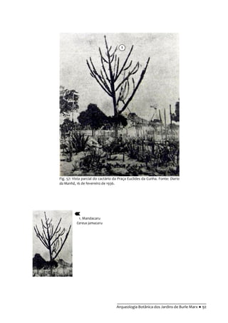 __________________________________________
Arqueologia Botânica dos Jardins de Burle Marx ● 92
Fig. 57: Vista parcial do cactário da Praça Euclides da Cunha. Fonte: Diario
da Manhã, 16 de fevereiro de 1936.
1. Mandacaru
Cereus jamacaru
1
 