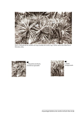 __________________________________________
Arqueologia Botânica dos Jardins de Burle Marx ● 96
Fig. 61: Vista parcial do cactário da Praça Euclides da Cunha, 1957. Fonte: Acervo de Gilda Pina in
Dourado, 2009.
1. Macambira-de-flecha
Encholirium spectabile
2. Quipá
Tacinga funalis
1
2
 