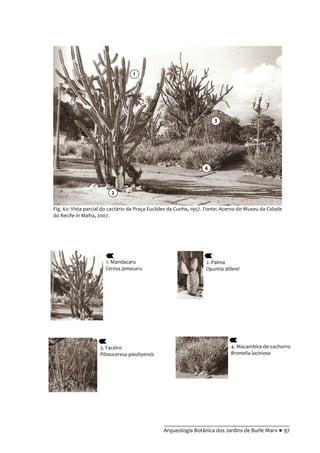 __________________________________________
Arqueologia Botânica dos Jardins de Burle Marx ● 97
Fig. 62: Vista parcial do cactário da Praça Euclides da Cunha, 1957. Fonte: Acervo do Museu da Cidade
do Recife In Mafra, 2007.
1. Mandacaru
Cereus jamacaru
2. Palma
Opuntia dillenii
3. Faceiro
Pilosocereus piauhyensis
4. Macambira-de-cachorro
Bromelia laciniosa
1
2
3
4
 