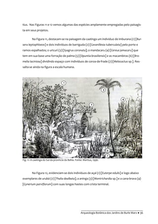 __________________________________________
Arqueologia Botânica dos Jardins de Burle Marx ● 36
tius. Nas Figuras 11 e 12 vemos algumas das espécies amplamente empregadas pelo paisagis-
ta em seus projetos.
Na Figura 11, destacam-se na paisagem da caatinga um indivíduo de imburana (1) [Bur-
sera leptophloeos] e dois indivíduos de barriguda (2) [Cavanillesia tuberculata] pelo porte e
ramos espalhados; o uricurí (3) [Syagrus coronata]; o mandacaru (4) [Cereus jamacaru] que
tem em sua base uma forração de palma (5) [Opuntia brasiliensis] e as macambiras (6) [Bro-
melia laciniosa] dividindo espaço com indivíduos de coroa-de-frade (7) [Melocactus sp.]. Res-
salta-se ainda na figura a escala humana.
Na Figura 12, evidenciam-se dois indivíduos de açaí (1) [Euterpe edulis] e logo abaixo
exemplares de urubá (2) [Thalia dealbata]; a aninga (3) [Montrichardia sp.] e a cana-brava (4)
[Gynerium parviflorum] com suas longas hastes com crista terminal.
Fig. 11: A caatinga do Sul da província da Bahia. Fonte: Martius, 1996.
2
3
7
6
5
4
1
 