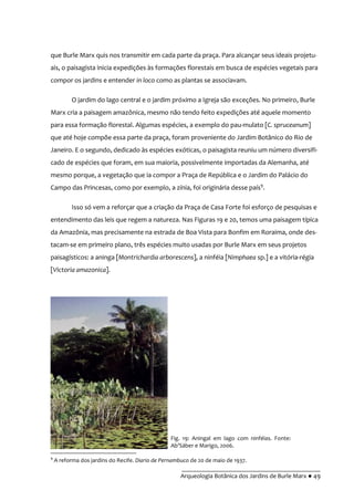 __________________________________________
Arqueologia Botânica dos Jardins de Burle Marx ● 49
que Burle Marx quis nos transmitir em cada parte da praça. Para alcançar seus ideais projetu-
ais, o paisagista inicia expedições às formações florestais em busca de espécies vegetais para
compor os jardins e entender in loco como as plantas se associavam.
O jardim do lago central e o jardim próximo a Igreja são exceções. No primeiro, Burle
Marx cria a paisagem amazônica, mesmo não tendo feito expedições até aquele momento
para essa formação florestal. Algumas espécies, a exemplo do pau-mulato [C. spruceanum]
que até hoje compõe essa parte da praça, foram proveniente do Jardim Botânico do Rio de
Janeiro. E o segundo, dedicado às espécies exóticas, o paisagista reuniu um número diversifi-
cado de espécies que foram, em sua maioria, possivelmente importadas da Alemanha, até
mesmo porque, a vegetação que ia compor a Praça de República e o Jardim do Palácio do
Campo das Princesas, como por exemplo, a zínia, foi originária desse país9
.
Isso só vem a reforçar que a criação da Praça de Casa Forte foi esforço de pesquisas e
entendimento das leis que regem a natureza. Nas Figuras 19 e 20, temos uma paisagem típica
da Amazônia, mas precisamente na estrada de Boa Vista para Bonfim em Roraima, onde des-
tacam-se em primeiro plano, três espécies muito usadas por Burle Marx em seus projetos
paisagísticos: a aninga [Montrichardia arborescens], a ninféia [Nimphaea sp.] e a vitória-régia
[Victoria amazonica].
9
A reforma dos jardins do Recife. Diario de Pernambuco de 20 de maio de 1937.
Fig. 19: Aningal em lago com ninféias. Fonte:
Ab’S|ber e Marigo, 2006.
 