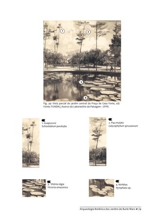 __________________________________________
Arqueologia Botânica dos Jardins de Burle Marx ● 74
Fig. 39: Vista parcial do jardim central da Praça de Casa Forte, s/d.
Fonte: FUNDAJ, Acervo do Laboratório da Paisagem - UFPE.
1. Guapuruvú
Schizolobium parahyba
2. Pau-mulato
Calycophyllum spruceanum
3. Vitória-régia
Victoria amazonica
4. Ninféias
Nymphaea sp.
4
3
21
 