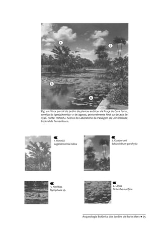 __________________________________________
Arqueologia Botânica dos Jardins de Burle Marx ● 75
Fig. 40: Vista parcial do jardim de plantas exóticas da Praça de Casa Forte,
sentido da Igreja/Avenida 17 de agosto, provavelmente final da década de
1930. Fonte: FUNDAJ. Acervo do Laboratório da Paisagem da Universidade
Federal de Pernambuco.
1. Rosedá
Lagerstroemia indica
2. Guapuruvú
Schizolobium parahyba
4. Lótus
Nelumbo nucifera
3. Ninféias
Nymphaea sp.
1
2
3
4
 