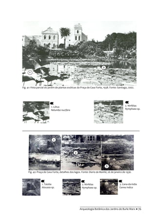 __________________________________________
Arqueologia Botânica dos Jardins de Burle Marx ● 76
__________________________________________________________________________
Fig. 41: Vista parcial do jardim de plantas exóticas da Praça de Casa Forte, 1938. Fonte: Santiago, 2002.
1. Lótus
Nelumbo nucifera
2. Ninféias
Nymphaea sp.
Fig. 42: Praça de Casa Forte, detalhes dos lagos. Fonte: Diario da Manhã, 26 de janeiro de 1936.
1. Taioba
Alocasia sp.
2. Ninféias
Nymphaea sp.
3. Cana-da-índia
Canna indica
1
2
1
3
2
 