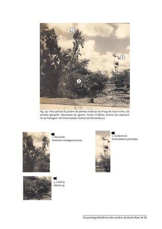 __________________________________________
Arqueologia Botânica dos Jardins de Burle Marx ● 78
3. Colônia
Alpinia sp.
Fig. 44: Vista parcial do jardim de plantas exóticas da Praça de Casa Forte, s/d.
sentido Igreja/Av. Dezessete de agosto. Fonte: FUNDAJ. Acervo do Laborató-
rio da Paisagem da Universidade Federal de Pernambuco.
2. Guapuruvú
Schizolobium parahyba
1. Ravenala
Ravenala madagascariensis
1
2
3
 