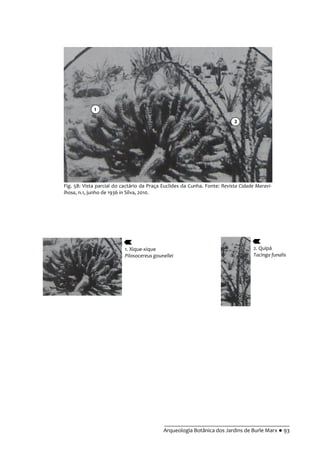 __________________________________________
Arqueologia Botânica dos Jardins de Burle Marx ● 93
Fig. 58: Vista parcial do cactário da Praça Euclides da Cunha. Fonte: Revista Cidade Maravi-
lhosa, n.1, junho de 1936 in Silva, 2010.
1. Xique-xique
Pilosocereus gounellei
2. Quipá
Tacinga funalis
1
2
 