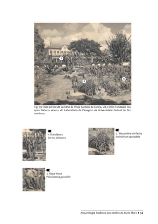 __________________________________________
Arqueologia Botânica dos Jardins de Burle Marx ● 94
Fig. 59: Vista parcial do cactário da Praça Euclides da Cunha, s/d. Fonte: Fundação Joa-
quim Nabuco. Acervo do Laboratório da Paisagem da Universidade Federal de Per-
nambuco.
1. Mandacaru
Cereus jamacaru
2. Macambira-de-flecha
Encholirium spectabile
3. Xique-xique
Pilosocereus gounellei
1
2
3
 