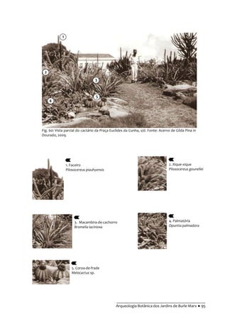 __________________________________________
Arqueologia Botânica dos Jardins de Burle Marx ● 95
Fig. 60: Vista parcial do cactário da Praça Euclides da Cunha, s/d. Fonte: Acervo de Gilda Pina in
Dourado, 2009.
2. Xique-xique
Pilosocereus gounellei
1. Faceiro
Pilosocereus piauhyensis
4. Palmatória
Opuntia palmadora
3. Macambira-de-cachorro
Bromelia laciniosa
5. Coroa-de-frade
Melocactus sp.
1
3
5
2
4
 