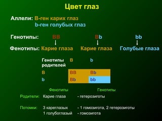 Цвет глаз
Аллели: В-ген карих глаз
b-ген голубых глаз
Генотипы: ВB Bb bb
Фенотипы: Карие глаза Карие глаза Голубые глаза
Генотипы
родителей
B b
B BB Bb
b Bb bb
Фенотипы Генотипы
Родители: Карие глаза - гетерозиготы
Потомки: 3 кареглазых
1 голубоглазый
- 1 гомозигота, 2 гетерозиготы
- гомозигота
 