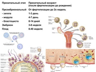 Пренатальный этап Пренатальный возраст
(после фертилизации до рождения)
Преэмбриональный От фертилизации до 2х недель
- зигота 1-3 день
- морула 4-7 день
- бластоциста 8-14 дней
Эмбрион 3-8 неделя
Плод 8-40 неделя
 