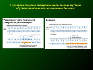 У человека описаны следующие виды генных мутаций,
обуславливающие наследственные болезни:
Увеличение числа (экспансия)
тринуклеотидных повторов
Делеция
 