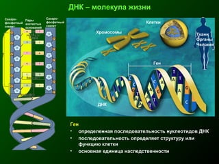 ДНК – молекула жизни
Сахаро-
фосфатный
скелет
Пары
азотистых
оснований
Сахаро-
фосфатный
скелет
Ген
ДНК
Хромосомы
Клетки
Ткани
Органы
Человек
Ген
• определенная последовательность нуклеотидов ДНК
• последовательность определяет структуру или
функцию клетки
• основная единица наследственности
 