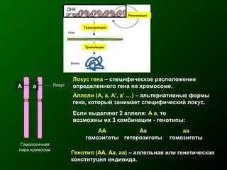 Локус гена – специфическое расположение
определенного гена на хромосоме.
Аллели (A, a, A’, a’ …) – альтернативные формы
гена, который занимает специфический локус.
Гомологичная
пара хромосом
ЛокусA a
Если выделяют 2 аллеля: A a, то
возможны их 3 комбинации - генотипы:
АА
гомозиготы
Аа
гетерозиготы
аа
гомозиготы
Генотип (АА, Аа, аа) – аллельная или генетическая
конституция индивида.
ДНК
Репликация
РНК
Белок
Транскрипция
Трансляция
 