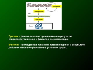 Признак - фенотипическое проявление или результат
взаимодействия генов и факторов внешней среды.
Фенотип - наблюдаемые признаки, проявляющиеся в результате
действия генов в определенных условиях среды.
ДНК
Репликация
РНК
Белок
Транскрипция
Трансляция
 