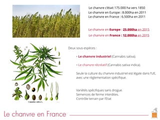 Le chanvre en France
Deux sous-espèces :
• Le chanvre industriel (Cannabis sativa).
• Le chanvre récréatif (Cannabis sativa indica).
Seule la culture du chanvre industriel est légale dans l’UE,
avec une règlementation spéciﬁque.
Variétés spéciﬁques sans drogue.
Semences de ferme interdites.
Contrôle terrain par l’Etat
Le chanvre c’était 175.000 ha vers 1850
Le chanvre en Europe : 8.000ha en 2011
Le chanvre en France : 6.500ha en 2011
Le chanvre en France : 12.000ha en 2015
Le chanvre en Europe : 25.000ha en 2015
 