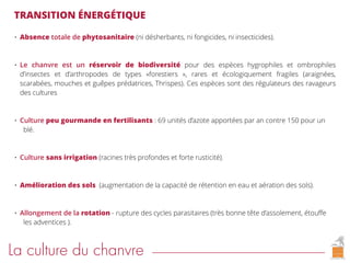 La culture du chanvre
• Absence totale de phytosanitaire (ni désherbants, ni fongicides, ni insecticides).
• Le chanvre est un réservoir de biodiversité pour des espèces hygrophiles et ombrophiles
d’insectes et d’arthropodes de types «forestiers  », rares et écologiquement fragiles (araignées,
scarabées, mouches et guêpes prédatrices, Thrispes). Ces espèces sont des régulateurs des ravageurs
des cultures
• Culture peu gourmande en fertilisants : 69 unités d’azote apportées par an contre 150 pour un
blé.
• Culture sans irrigation (racines très profondes et forte rusticité).
• Amélioration des sols (augmentation de la capacité de rétention en eau et aération des sols).
• Allongement de la rotation - rupture des cycles parasitaires (très bonne tête d’assolement, étouﬀe
les adventices ).
TRANSITION ÉNERGÉTIQUE
 