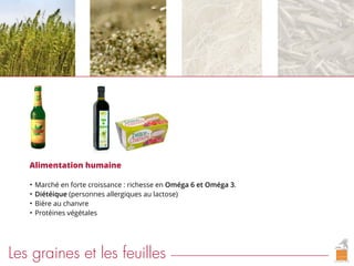 Alimentation humaine
• Marché en forte croissance : richesse en Oméga 6 et Oméga 3.
• Diétéique (personnes allergiques au lactose)
• Bière au chanvre
• Protéines végétales
Les graines et les feuilles
 