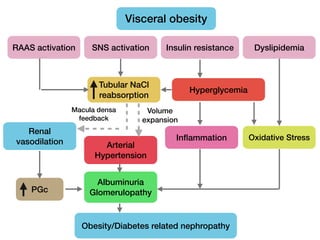Visceral obesity
RAAS activation SNS activation Insulin resistance Dyslipidemia
Tubular NaCl
reabsorption
Hyperglycemia
Inﬂammation Oxidative Stress
Renal
vasodilation
PGc
Macula densa
feedback
Volume
expansion
Arterial
Hypertension
Albuminuria
Glomerulopathy
Obesity/Diabetes related nephropathy
 