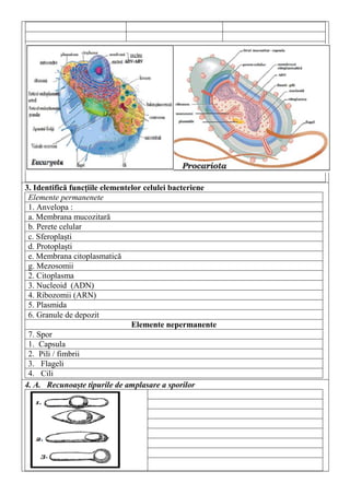 3. Identifică funcțiile elementelor celulei bacteriene
Elemente permanenete
1. Anvelopa :
a. Membrana mucozitară
b. Perete celular
c. Sferoplaști
d. Protoplaști
e. Membrana citoplasmatică
g. Mezosomii
2. Citoplasma
3. Nucleoid (ADN)
4. Ribozomii (ARN)
5. Plasmida
6. Granule de depozit
Elemente nepermanente
7. Spor
1. Capsula
2. Pili / fimbrii
3. Flageli
4. Cili
4. A. Recunoaște tipurile de amplasare a sporilor
 