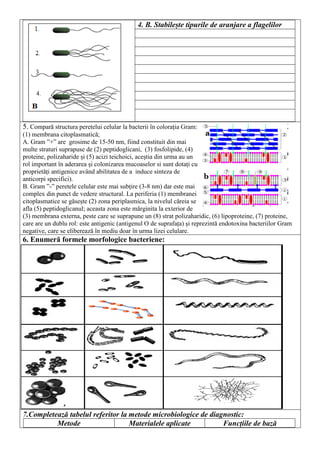 4. B. Stabilește tipurile de aranjare a flagelilor
5. Compară structura peretelui celular la bacterii în colorația Gram:
(1) membrana citoplasmatică;
A. Gram ”+” are grosime de 15-50 nm, fiind constituit din mai
multe straturi suprapuse de (2) peptidoglicani, (3) fosfolipide, (4)
proteine, polizaharide și (5) acizi teichoici, aceștia din urma au un
rol important în aderarea și colonizarea mucoaselor si sunt dotați cu
proprietăți antigenice având abilitatea de a induce sinteza de
anticorpi specifici).
B. Gram ”-” peretele celular este mai subțire (3-8 nm) dar este mai
complex din punct de vedere structural. La periferia (1) membranei
citoplasmatice se găsește (2) zona periplasmica, la nivelul căreia se
afla (5) peptidoglicanul; aceasta zona este mărginita la exterior de
(3) membrana externa, peste care se suprapune un (8) strat polizaharidic, (6) lipoproteine, (7) proteine,
care are un dublu rol: este antigenic (antigenul O de suprafața) și reprezintă endotoxina bacteriilor Gram
negative, care se eliberează în mediu doar în urma lizei celulare.
6. Enumeră formele morfologice bacteriene:
7.Completează tabelul referitor la metode microbiologice de diagnostic:
Metode Materialele aplicate Funcțiile de bază
 