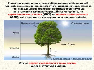 У наш час людство опікується збереженням лісів на нашій
планеті, раціонально використовуючи деревину: кора, гілки та
інші відходи деревообробної промисловості йдуть да
виготовлення таких конструкційних матеріалів, як
деревоволокниста плита (ДВП) та деревостружкова плита
(ДСП), які є похідними від деревини та пиломатеріалів.
Кожне дерево складається з трьох частин:
кореня, стовбура і крони.
 