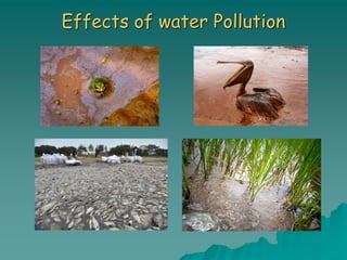Effects of water Pollution
 