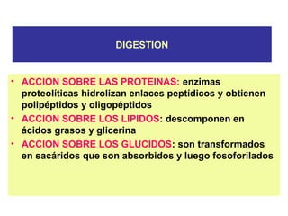 DIGESTION
• ACCION SOBRE LAS PROTEINAS: enzimas
proteolíticas hidrolizan enlaces peptídicos y obtienen
polipéptidos y oligopéptidos
• ACCION SOBRE LOS LIPIDOS: descomponen en
ácidos grasos y glicerina
• ACCION SOBRE LOS GLUCIDOS: son transformados
en sacáridos que son absorbidos y luego fosoforilados
 
