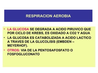 RESPIRACION AEROBIA
• LA GLUCOSA SE DEGRADA A ACIDO PIRUVICO QUE
POR CICLO DE KREBS, ES OXIDADO A CO2 Y AGUA
• LA GLUCOSA ES CATABOLIZADA A ACIDO LACTICO
A TRAVES DE LA GLUCOLISIS (EMBDEN –
MEYERHOF).
• OTROS: VIA DE LA PENTOSAFOSFATO O
FOSFOGLUCONATO
 