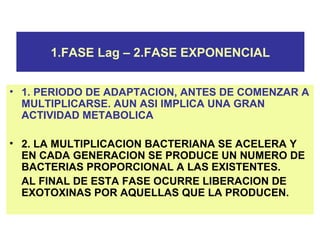 1.FASE Lag – 2.FASE EXPONENCIAL
• 1. PERIODO DE ADAPTACION, ANTES DE COMENZAR A
MULTIPLICARSE. AUN ASI IMPLICA UNA GRAN
ACTIVIDAD METABOLICA
• 2. LA MULTIPLICACION BACTERIANA SE ACELERA Y
EN CADA GENERACION SE PRODUCE UN NUMERO DE
BACTERIAS PROPORCIONAL A LAS EXISTENTES.
AL FINAL DE ESTA FASE OCURRE LIBERACION DE
EXOTOXINAS POR AQUELLAS QUE LA PRODUCEN.
 