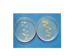fisiologia bacteriana