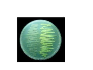 fisiologia bacteriana