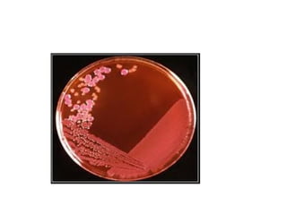 fisiologia bacteriana