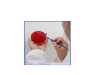 fisiologia bacteriana