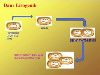 Daur Lisogenik
Penyisipan
DNA/RNA
virus
Profage
Bakteri membelah diri
Bakteri-bakteri baru yang
mengandung DNA virus
 